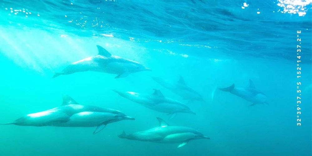 Destination Label Dolphin Play Towel